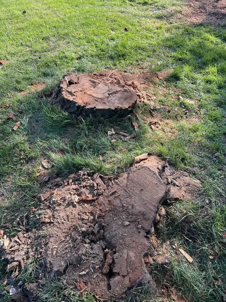 Affordable landscape design in Bigfork, MT by BearDance Forestry