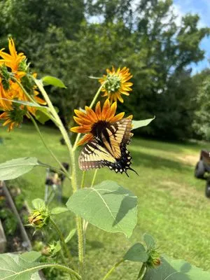 Bearded Guyz Lawn Care & Pressure Washing