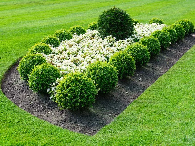 Trusted lawn mowing service for homes across Moreland, GA - Bearded Lady Construction Services