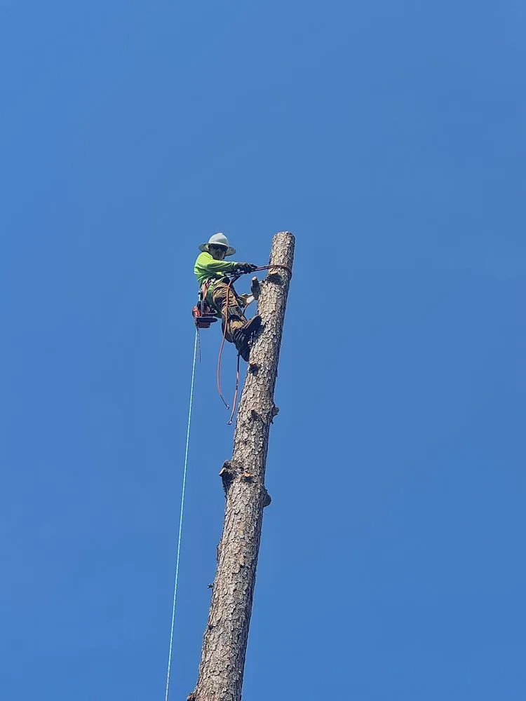 Local garden landscaping for year-round maintenance across Seneca, SC - Bearden Forestry