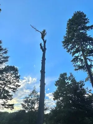 Bearden Forestry Logo