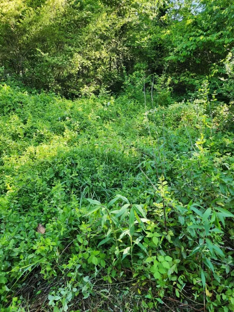 Professional garden landscaping with custom design across Morganton, NC - Beardscapes