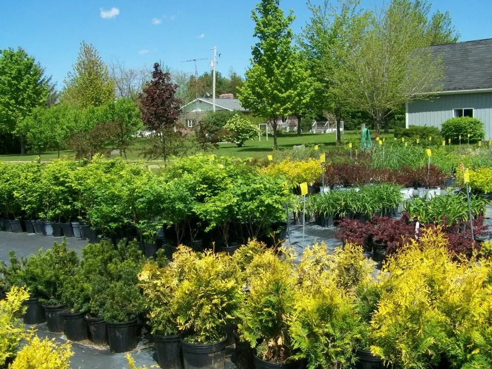 Reliable lawn mowing service for year-round maintenance in Chesaning, MI by Beardslee's Tree Farm & Nursery