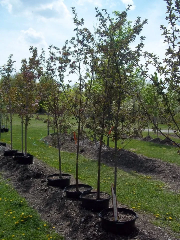 Local outdoor landscaping in Chesaning, MI by Beardslee's Tree Farm & Nursery