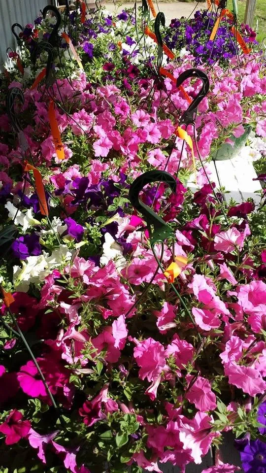 Affordable landscape design experts serving Chesaning, MI - Beardslee's Tree Farm & Nursery