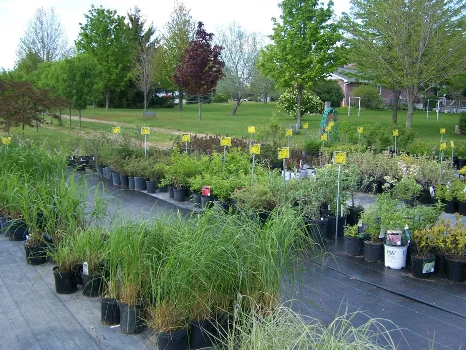 Top-rated yard cleanup service experts serving Chesaning, MI - Beardslee's Tree Farm & Nursery