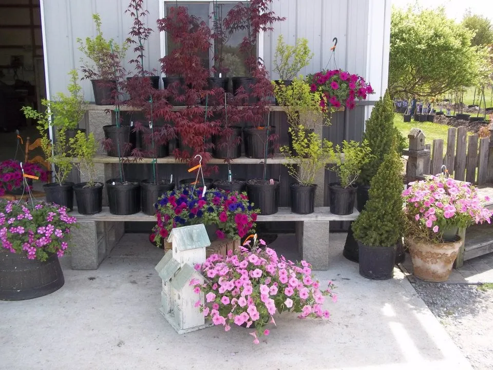 Reliable landscaping services experts serving Chesaning, MI - Beardslee's Tree Farm & Nursery