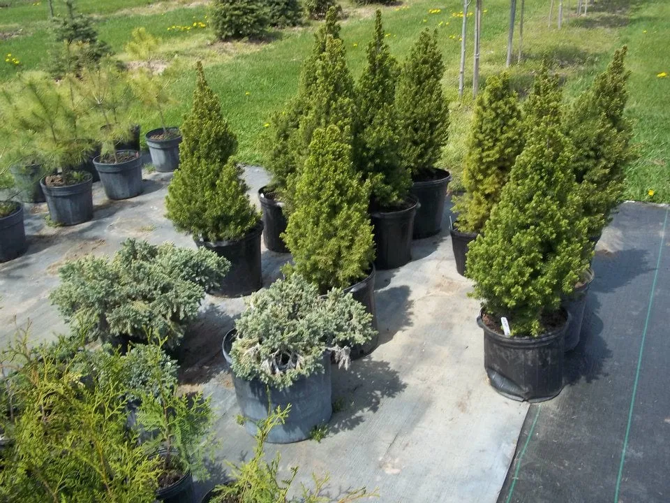 Affordable lawn care service with custom design across Chesaning, MI - Beardslee's Tree Farm & Nursery