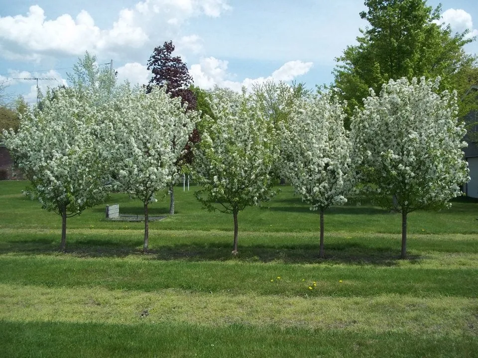 Trusted landscaping services in Chesaning, MI by Beardslee's Tree Farm & Nursery