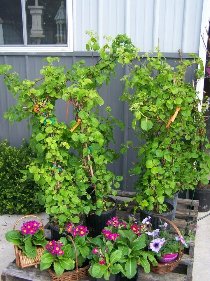 Top-rated landscaping services in Chesaning, MI - Beardslee's Tree Farm & Nursery