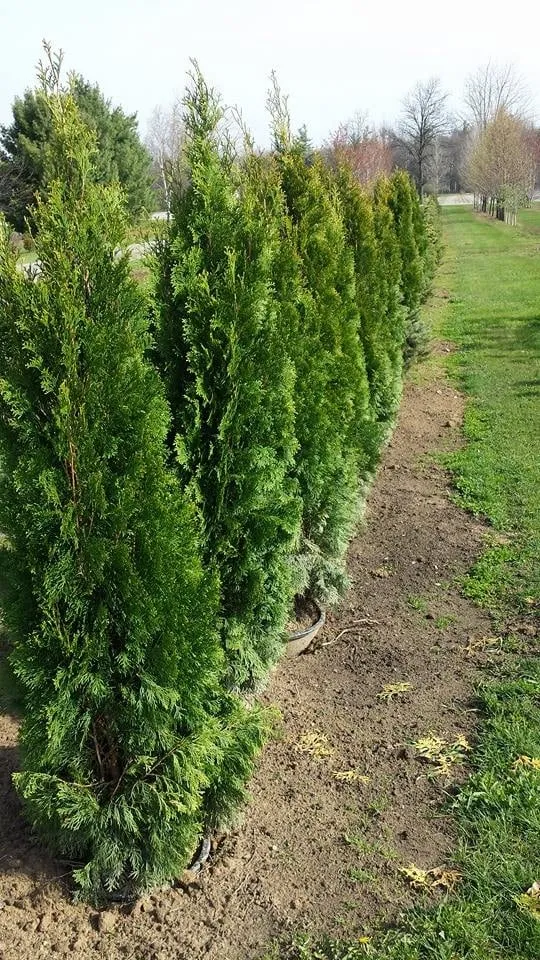 Expert yard maintenance for year-round maintenance across Chesaning, MI - Beardslee's Tree Farm & Nursery