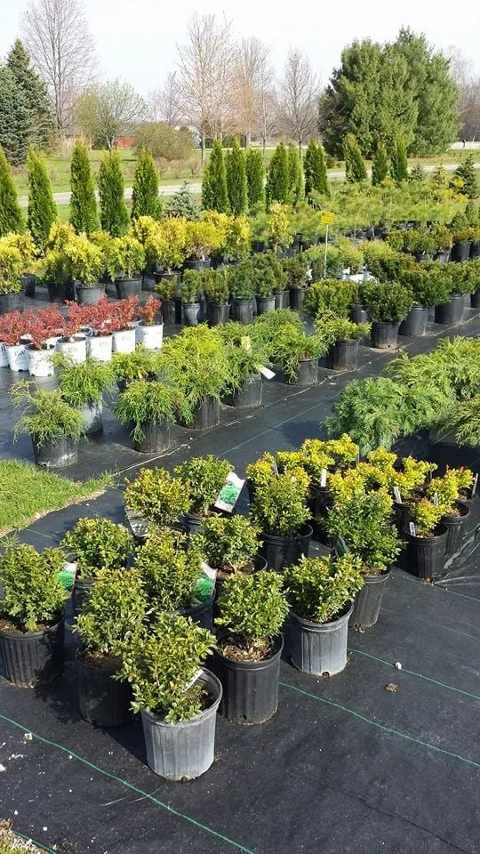 Local lawn mowing service in Chesaning, MI by Beardslee's Tree Farm & Nursery