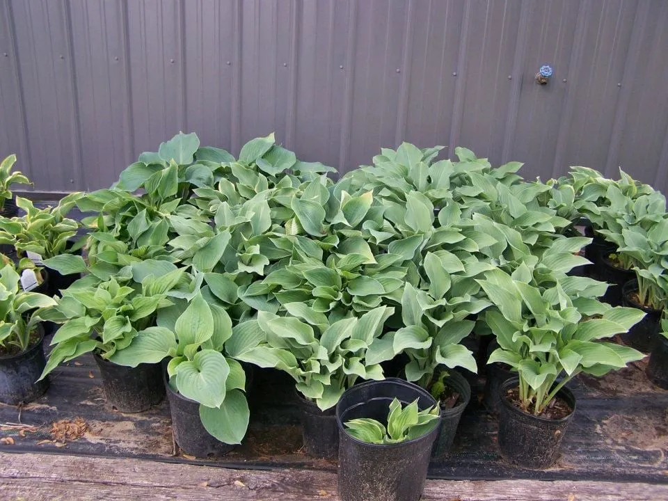 Trusted garden landscaping for beautiful yards across Chesaning, MI - Beardslee's Tree Farm & Nursery