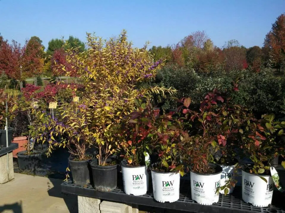 Local landscaping services near you across Chesaning, MI - Beardslee's Tree Farm & Nursery