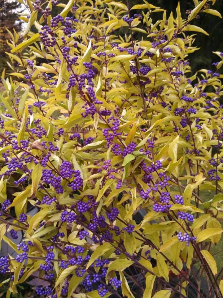 Local garden landscaping near you in Chesaning, MI by Beardslee's Tree Farm & Nursery