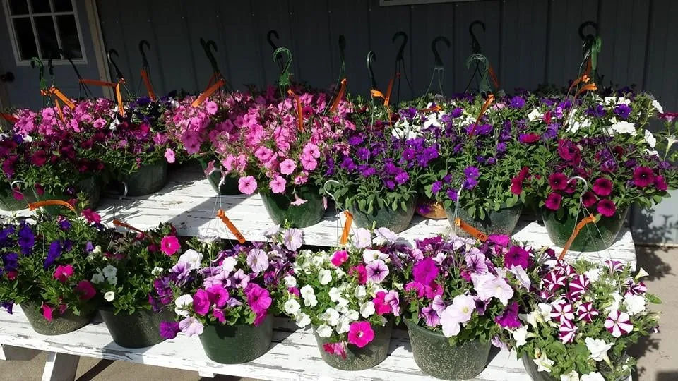 Affordable yard maintenance for outdoor upgrades across Chesaning, MI - Beardslee's Tree Farm & Nursery