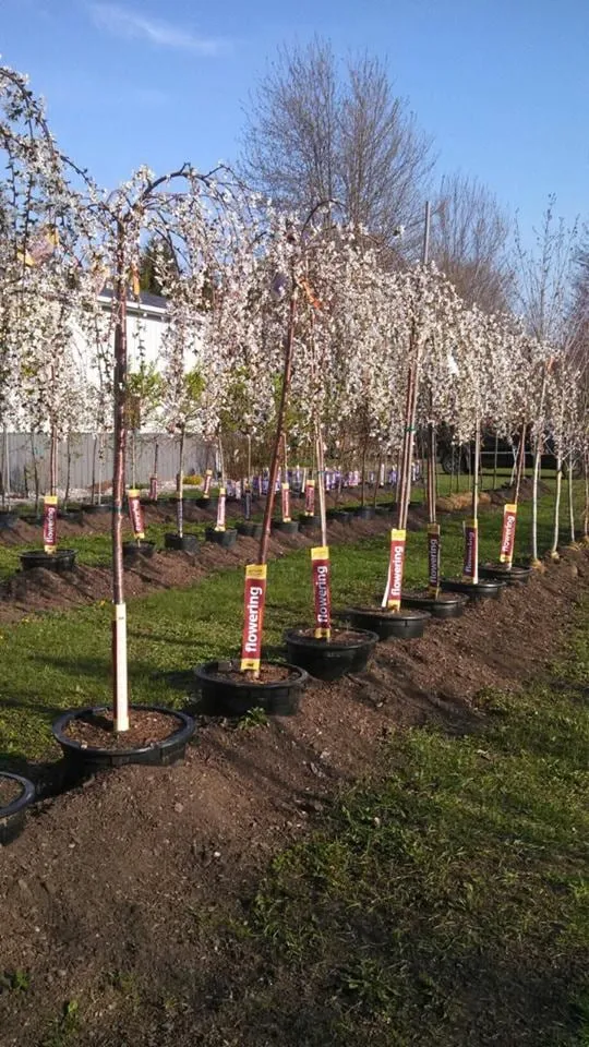 Trusted landscape design for residential properties across Chesaning, MI - Beardslee's Tree Farm & Nursery