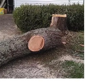 Reliable yard cleanup service in Dallas, GA by Bear's Lawn and Tree Service