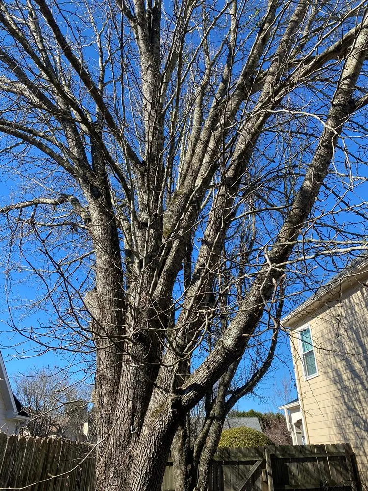 Trusted landscape design in Alpharetta, GA - Bearwoods