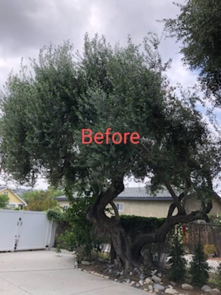 Top-rated landscaping services in Azusa, CA by Beary Nice Landscape Services