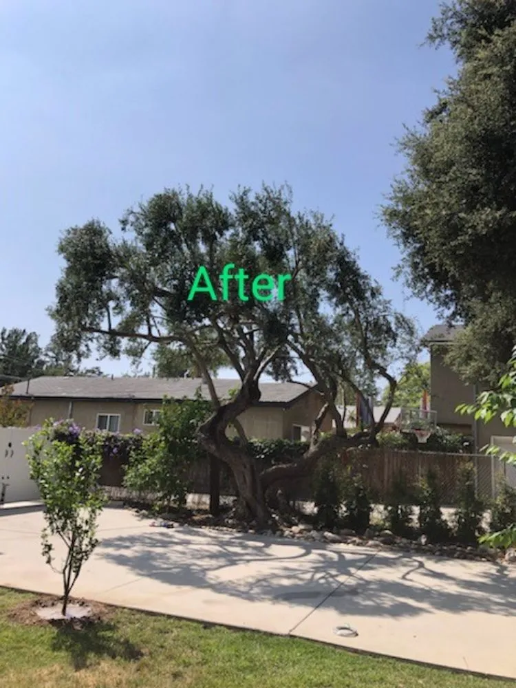 Reliable outdoor landscaping in Azusa, CA - Beary Nice Landscape Services