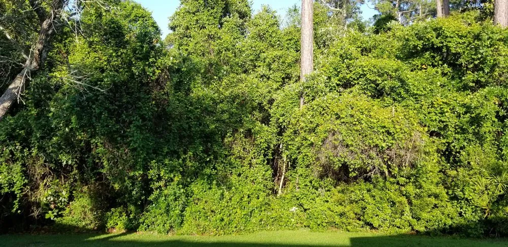 Reliable garden landscaping for year-round maintenance across Navarre, FL - Beasley Contractors