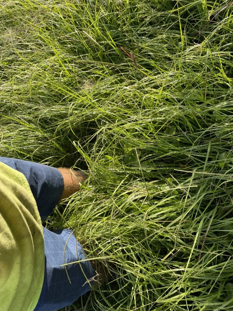 Affordable lawn mowing service experts serving Jacksonville, FL - Beast Mode Lawn Care