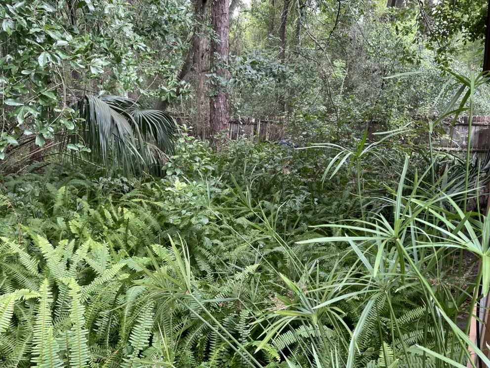 Trusted yard cleanup service for outdoor upgrades across Jacksonville, FL - Beast Mode Lawn Care