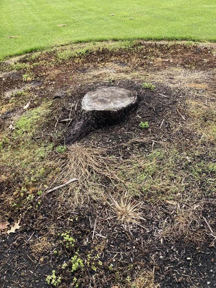 Top-rated residential landscaping for homes across Wilmington, DE - Beast Stump Grinding Shrub removal Rototilling