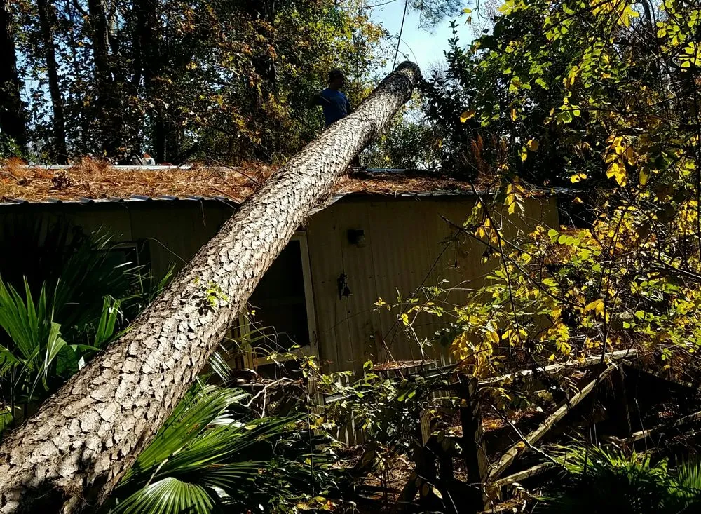 Expert garden landscaping experts serving Murrells Inlet, SC - Beast Trees