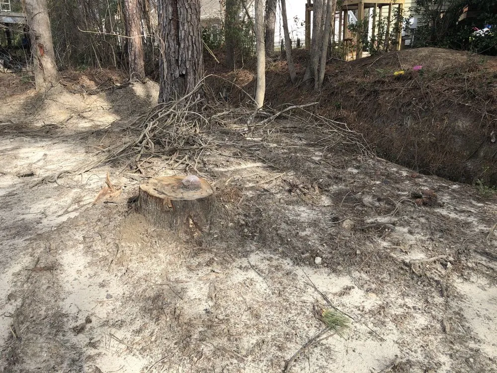 Reliable landscaping services in Murrells Inlet, SC by Beast Trees