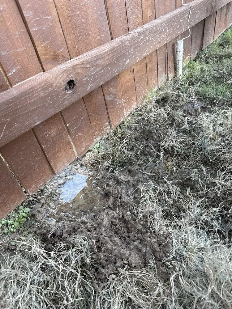 Professional yard cleanup service for year-round maintenance in San Antonio, TX by Beastmode