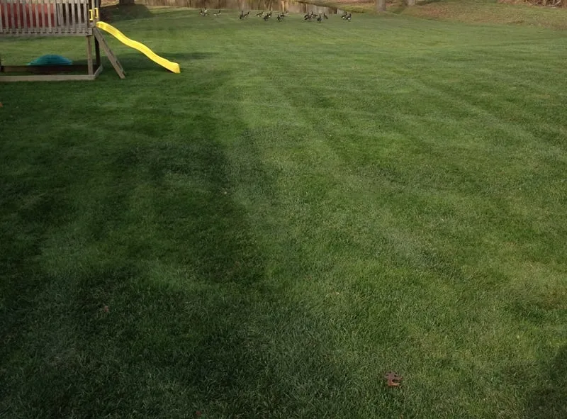 Top-rated yard maintenance for residential properties in Chadds Ford, PA by Beat The Weeds Organic Based Lawn Care
