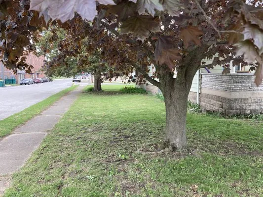 Beauchampion Lawn Care