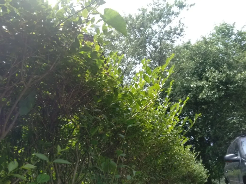 Trusted lawn mowing service in Detroit, MI by Beauchamps Landscaping