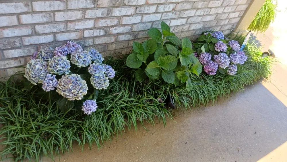 Trusted lawn mowing service for year-round maintenance across Mandeville, LA - Beautification By Tammy