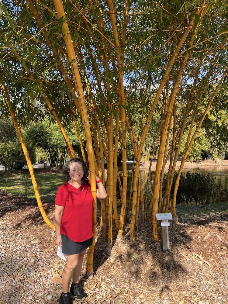 Custom landscape design experts serving Groveland, FL - Beautiful Bamboo