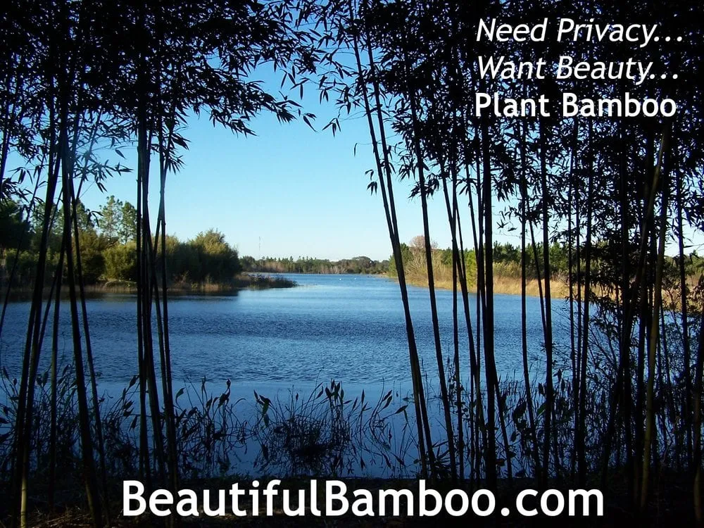 Expert garden landscaping for residential properties across Groveland, FL - Beautiful Bamboo
