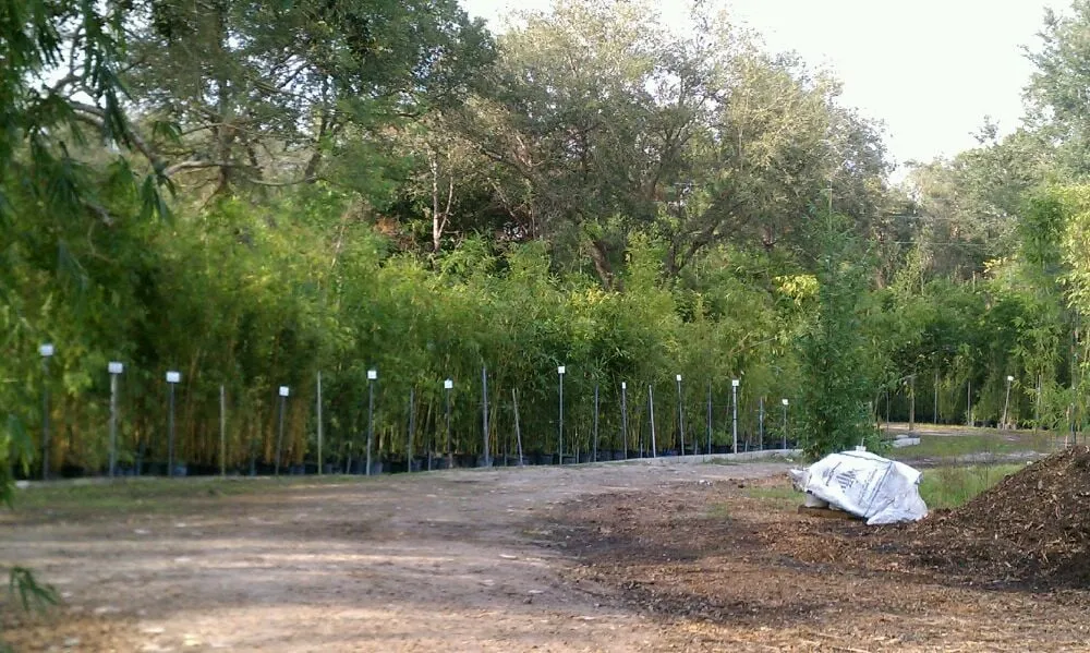 Local garden landscaping for residential properties across Groveland, FL - Beautiful Bamboo