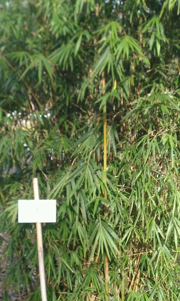 Professional lawn care service for residential properties in Groveland, FL by Beautiful Bamboo