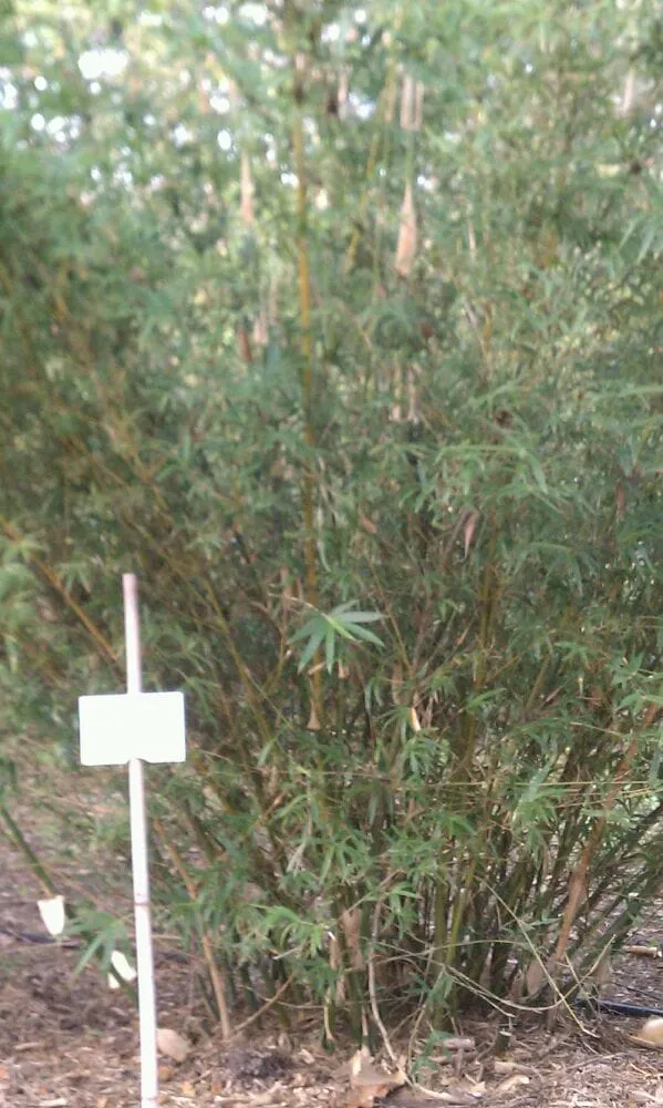 Trusted lawn mowing service in Groveland, FL by Beautiful Bamboo