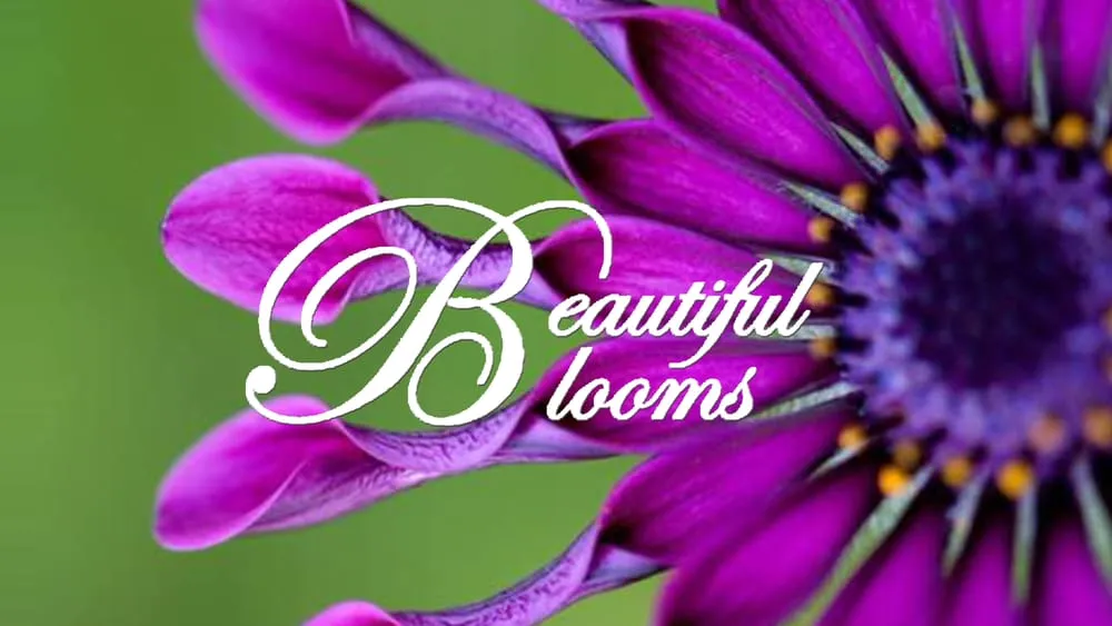 Custom landscape installation for outdoor upgrades in Jacksonville, FL by Beautiful Blooms Landscaping