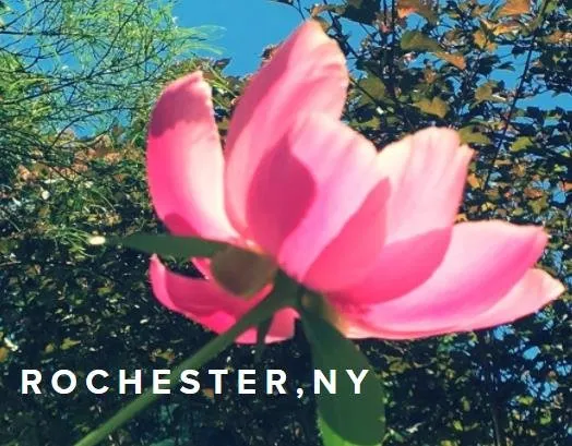 Expert outdoor landscaping for beautiful yards across Rochester, NY - Beautiful Botanicals