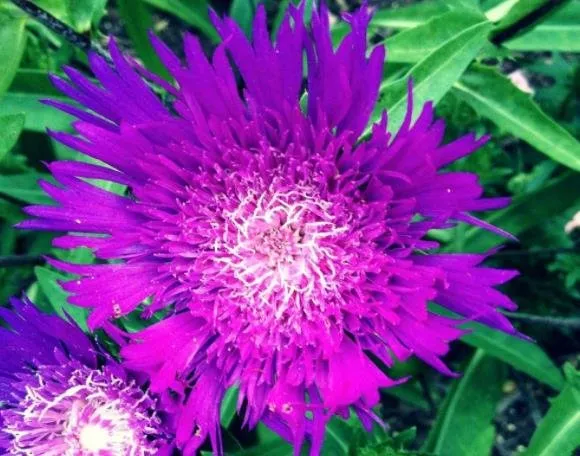 Expert garden landscaping in Rochester, NY by Beautiful Botanicals