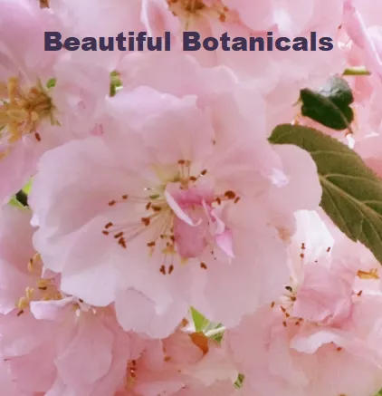 Local residential landscaping experts serving Rochester, NY - Beautiful Botanicals