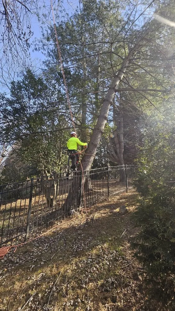 Trusted yard cleanup service experts serving Gaithersburg, MD - Beautiful Country Tree Service