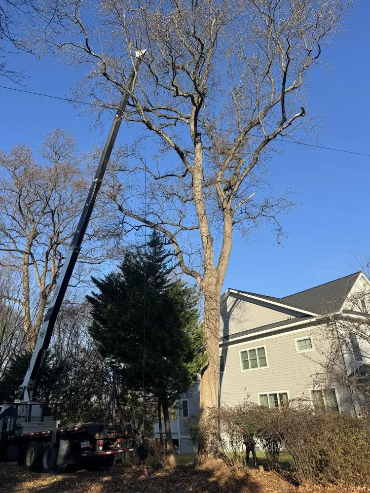 Trusted landscaping services for year-round maintenance in Gaithersburg, MD by Beautiful Country Tree Service