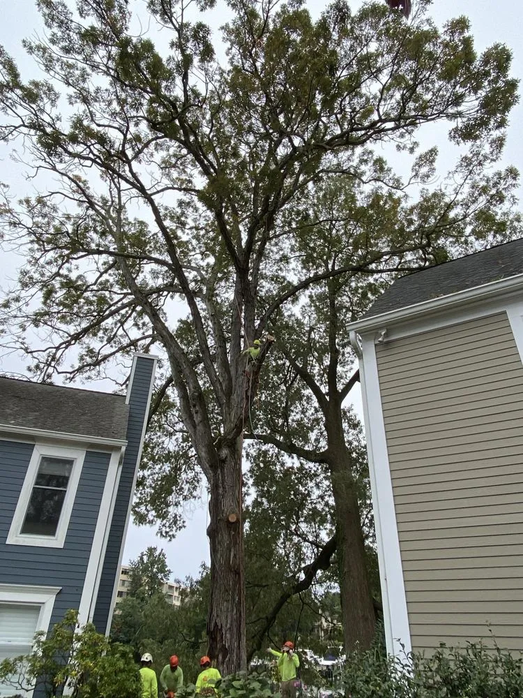 Expert lawn care service in Gaithersburg, MD - Beautiful Country Tree Service