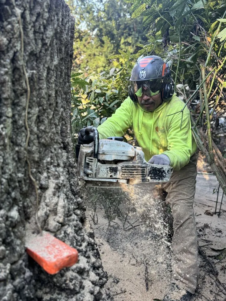 Top-rated outdoor landscaping in Gaithersburg, MD by Beautiful Country Tree Service