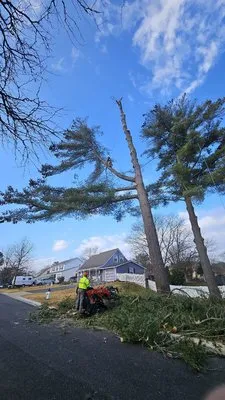 Beautiful Country Tree Service